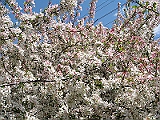 17 Nancy's Garden [2009 May 10]